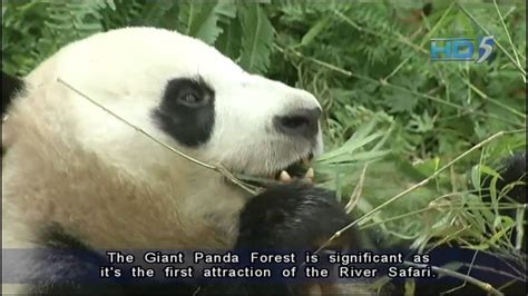 Giant Pandas Make Public Debut 28nov2012 Youtube