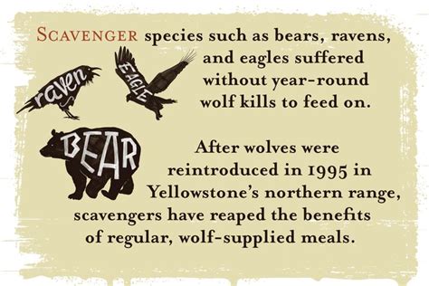 Infographic Wolves Keep Yellowstone In The Balance Earthjustice In