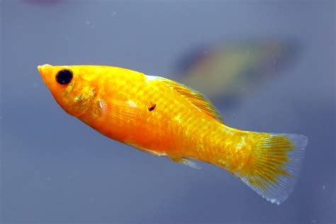 Free Yellow Fish Stock Photo