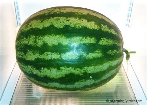 Just Picked Our First Watermelon Of 2013