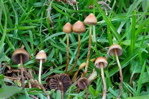 The Easy Guide On How To Identify Magic Mushrooms