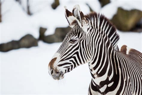 Jak oslavit mezinárodní den dětí a prožít něco výjimečného. Mezinárodní den zeber - Novinky - Novinky - O zoo - Zoo ...