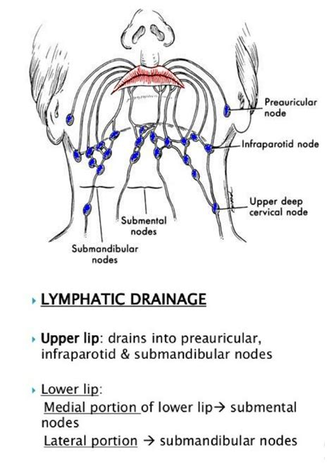 Lymphatic Drainage Of Lip Lymphatic Drainage Massage Lymph Massage Lymphatic System Notes