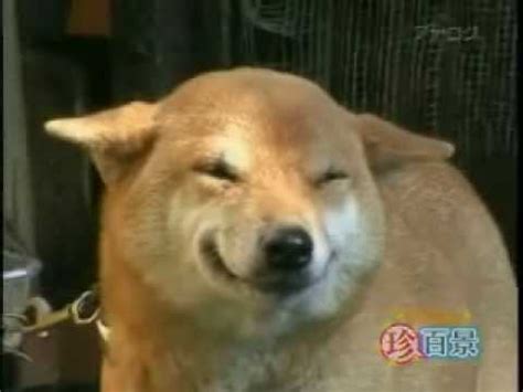 Thanks to supershibe, imgur, and us for the images above. Laughing Dog - YouTube