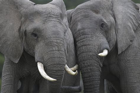 Friendly Elephants Fototapeten Online Photowall