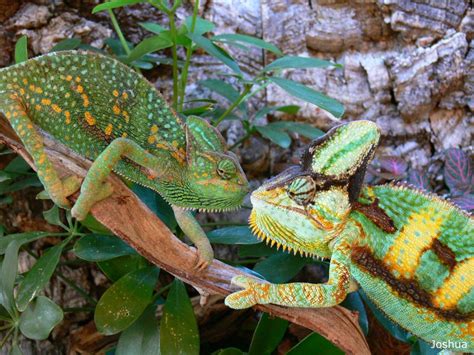 veiled chameleon facts  pictures reptile fact