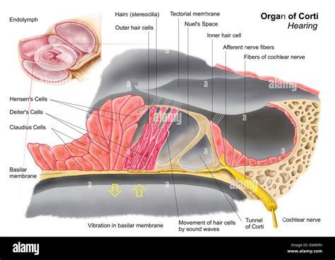 Anatomy Of The Organ Of Corti Part Of The Cochlea Of The Inner Ear