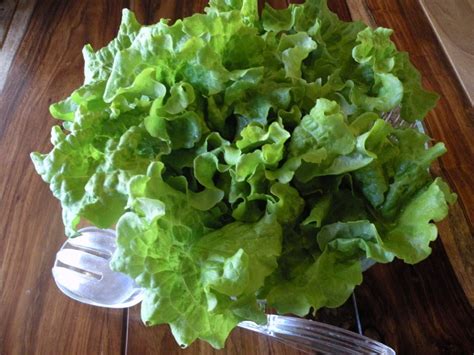 11 types of lettuce to try so you'll never have a boring salad again. Washing Lettuce | ThriftyFun