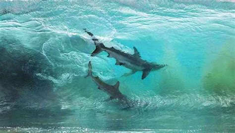 Photographer Captures Amazing Shot Of Two Sharks Caught Inside A Glassy