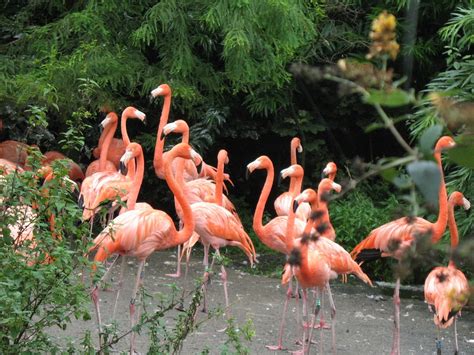 Free Images Nature Animal Wildlife Zoo Fauna Birds Flamingo