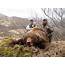 Alaska Brown Bear Hunt 10652