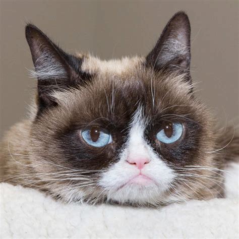 Fluffy Grumpy Cat