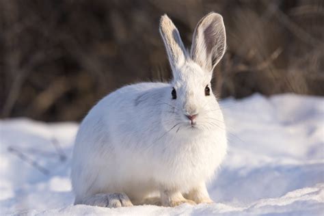 5 Tips For Hunting Snowshoe Hare Liveoutdoors