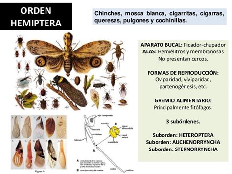 Principales órdenes De Insectos Red Entomológica Villarreal