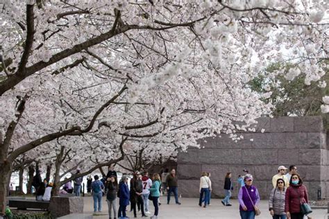 National Cherry Blossom Festival National Cherry Blossom Festival