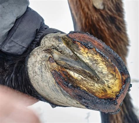 You can translate the dictionary words into your native language. Farrier Trimming Ceratin From Horse Hoof. Danger ...