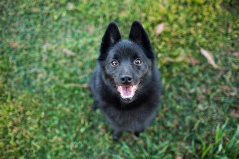 Schipperke Full Profile History And Care