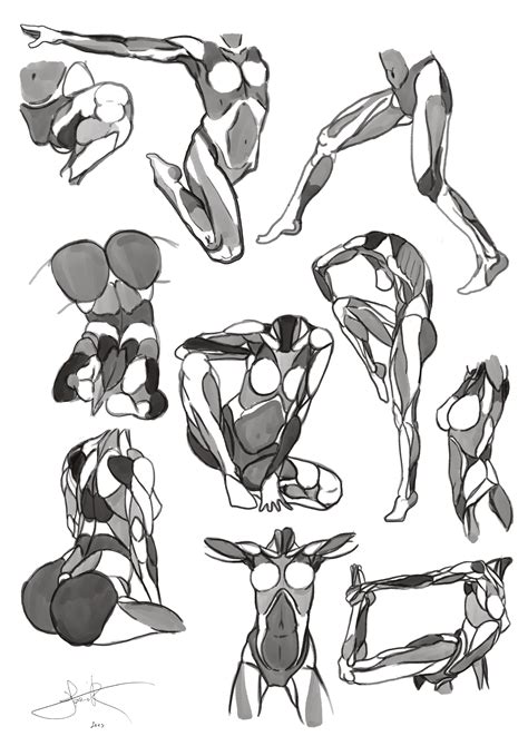 Other articles where sympathetic trunk is discussed: Female Anatomy Cheatsheet by SabreWing on DeviantArt