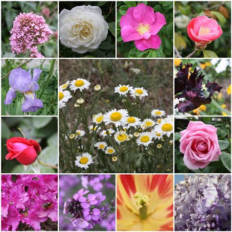 Types of flowers images on pinterest. Petit Filoux: May 2011