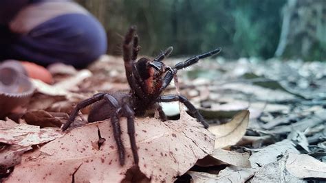 Diese spinne gehört zur gattung der webspinnen und wird auch violonistenspinne genannt. Forschung zur giftigsten Spinne der Welt in Australien ...