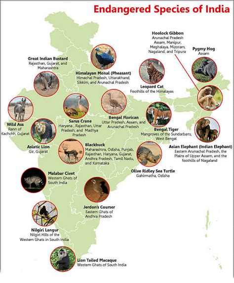 Endangered Species Of India Oxford Student Atlas Maps And Tests