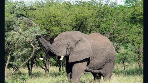 Booming Illegal Ivory Trade Taking Severe Toll On Africas Elephants