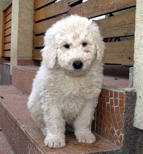 The name 'komondor' means 'of the cuman' indicating the komondor's origin with the nomadic cuman tribe which settled in hungary in the 1100's. komondor puppy | Want it. | Pinterest