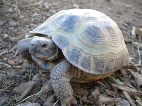 Russian tortoises are herbivores (plant eaters). 10 Types of Turtles You Can Have as Pets
