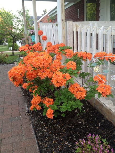Azaleas Love This Orange Color What Yard Is Complete Without Some