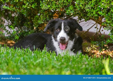 Black And White Border Collie Puppy Stock Image Image Of Border