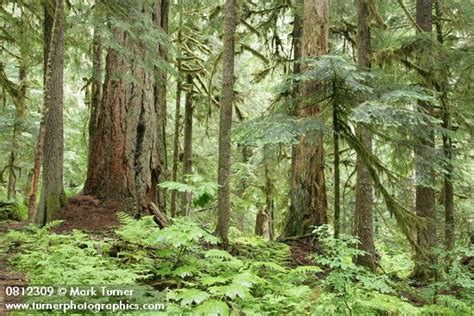 Pacific Northwest Forests Turner Photographics