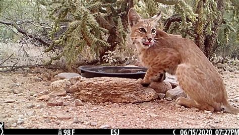 Tips For Protecting Wild Cats 4 Make Your Yard Cat Friendly Sky