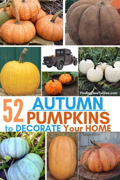 52 Types Of Pumpkins To Eat Decorate And Display Types Of Pumpkins