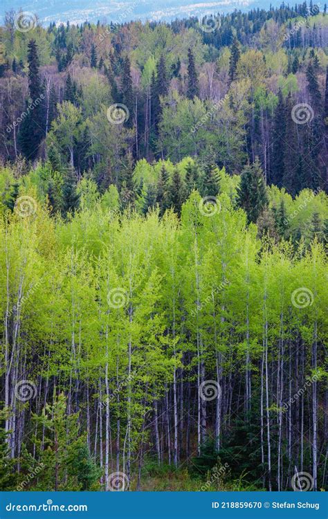 Spring Forest In Boreal Forests Of Northern Canada Stock Photo Image