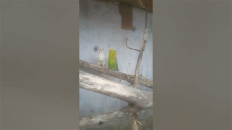 Budgies Mating Sound And Female Impress Budgie Matting Call Youtube