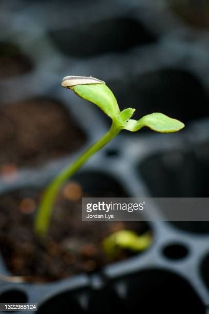 Sunflower Seed Germinating Fotografías E Imágenes De Stock Getty Images