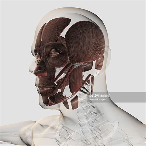 Anatomy Of Male Facial Muscles Side View High Res Vector Graphic