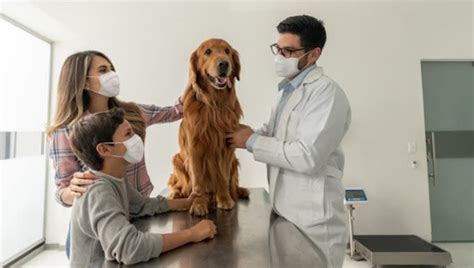 Low White Blood Cell Count In Dogs Symptoms Causes And Treatments