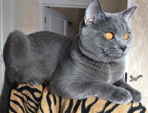 Maybe you would like to learn more about one of these? 120 French Male Cat Names | Cat names, Cats, Boy cat names