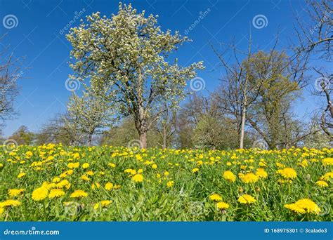 Idyllic Flower Meadow With Yellow Dandelions And Trees In A Park In