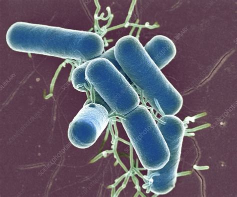 Lactobacillus Bacteria Sem Stock Image C0269281 Science Photo