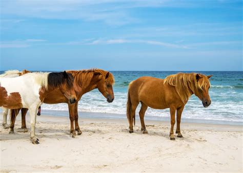 Assateague Island Camping Guide Campgrounds Hikes Attractions