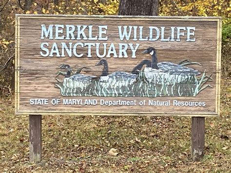 Saving Marylands Only State Run Wildlife Sanctuary — Hunters Of Maryland
