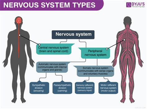 What Are The Parts Of Human Nervous System
