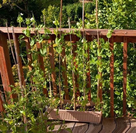 Everything About Growing Peas In Containers And Pots