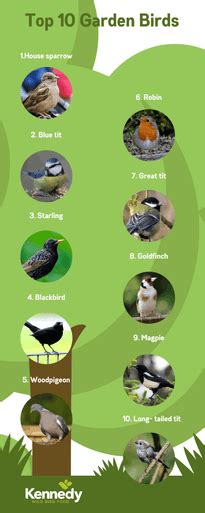 Top Ten Garden Birds 2021 Kennedy Wild Bird Food And Pet Supplies