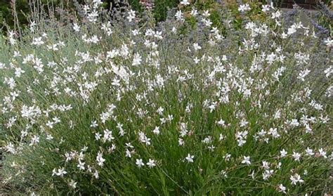 Gaura Lindheimeri ‘so White One Earth Botanical