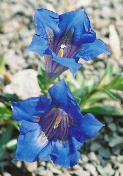 Non trovi il tuo fiore o la tua pianta tra queste e vuoi scoprire il suo nome? Immagine Fiori di Anna su alpinarium | Fiori blu, Giardinaggio