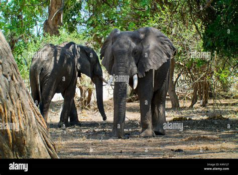 African Elephants Loxodonta Sp Standing Among Trees Near Bilimungwe