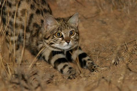 Black Footed Cat Black Footed Cat Small Wild Cats Wild Cats
